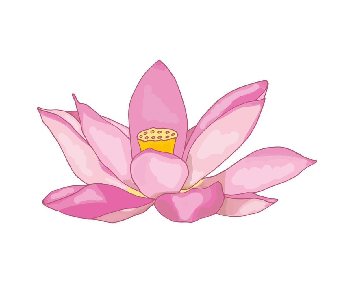 loto rosa dipinto a pennello, che fiorisce su uno sfondo bianco. icona, immagine vettoriale isolato su uno sfondo bianco