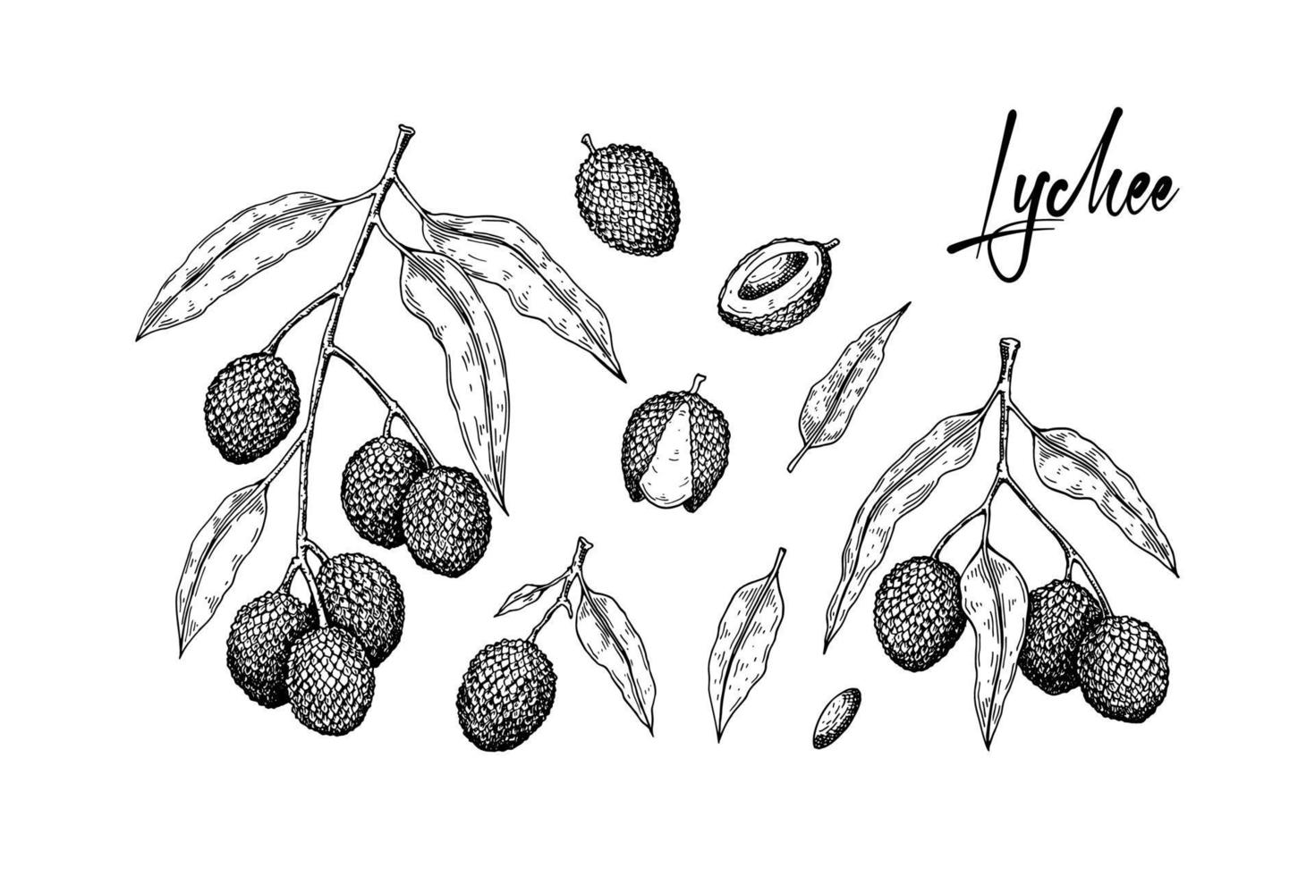 set di frutti di litchi disegnati a mano, rami e foglie isolati su priorità bassa bianca. illustrazione vettoriale in stile schizzo dettaglio