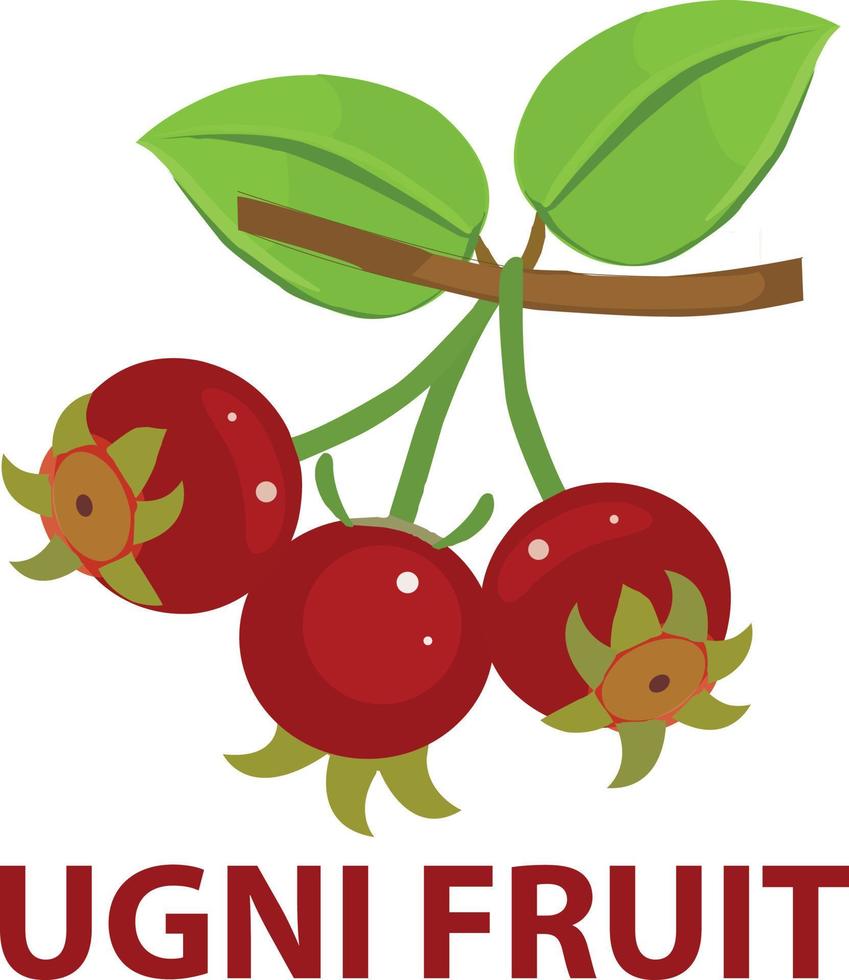 ugni frutta illustrazione vettore