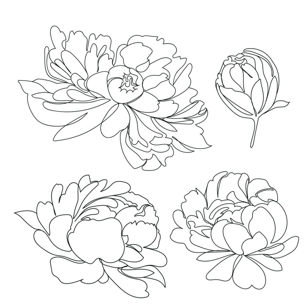 singolo linea peonie fiori vettore illustrazione. bellissimo linea arte per Stampa. lusso impostato con peonie nel schema. minimalista stile elegante disegno