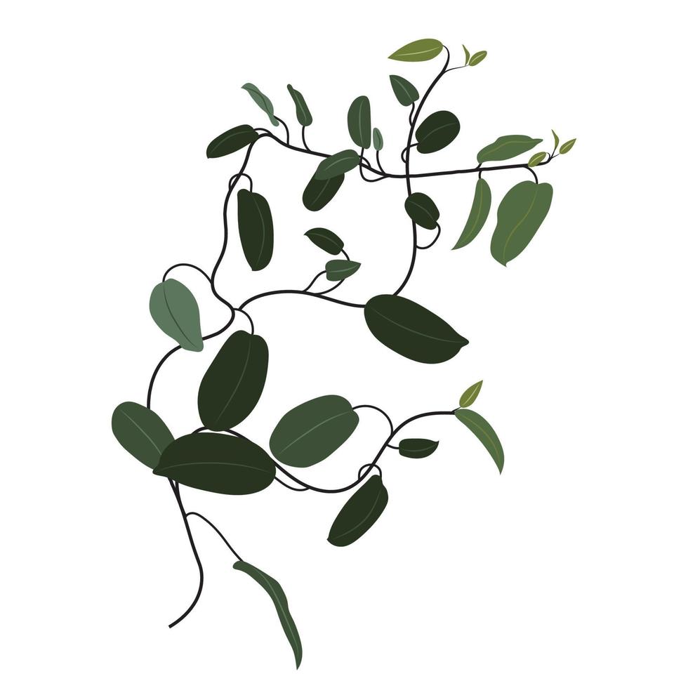 tropicale rampicanti, liana, arrampicata esotico pianta, clip arte. Hoya fiore vettore