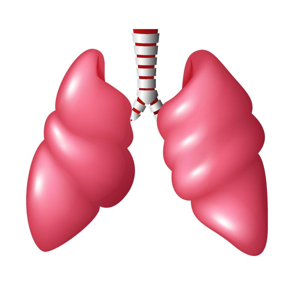 realistico umano polmoni respiratorio, vettore illustrazione