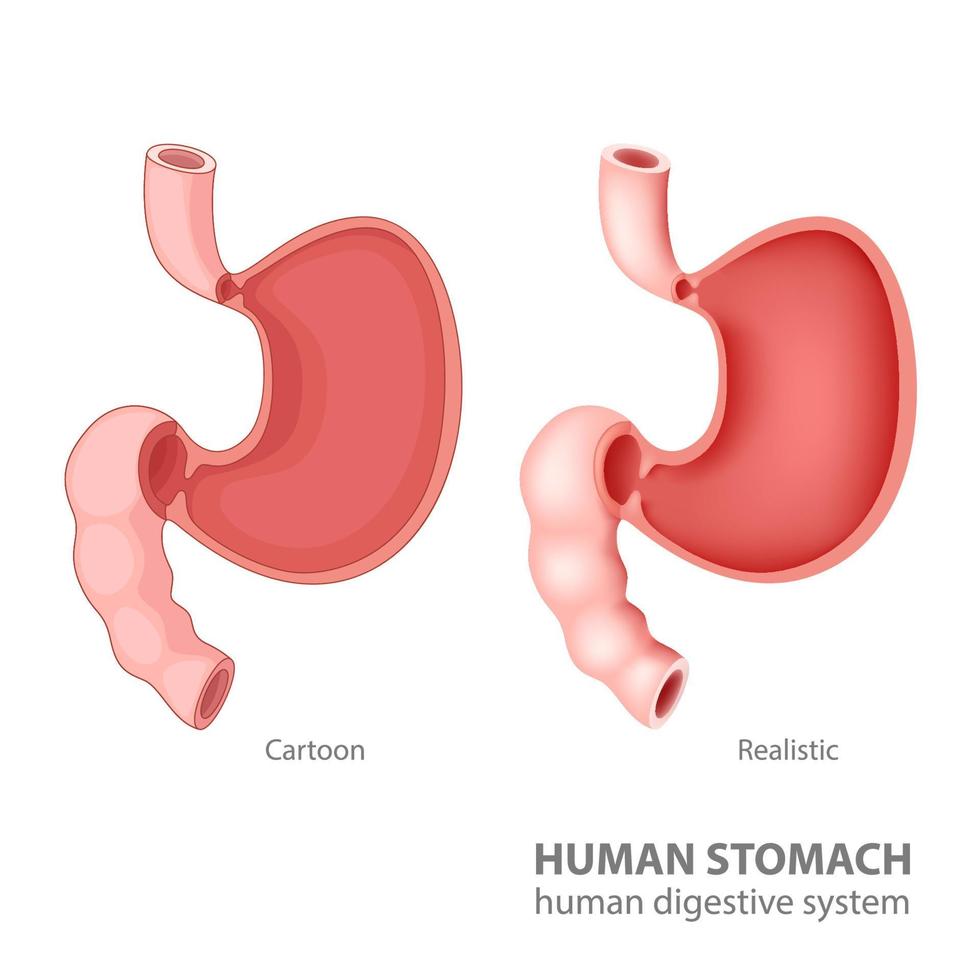 umano stomaco nel cartone animato e realistico, vettore illustrazione