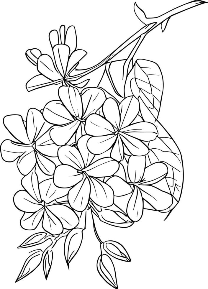 botanico linea disegno, Vintage ▾ botanico colorazione pagine, botanico elementi, botanico fiore illustrazione, botanico illustrazione nero e bianca, botanico linea disegno foglie, botanico linea arte. vettore