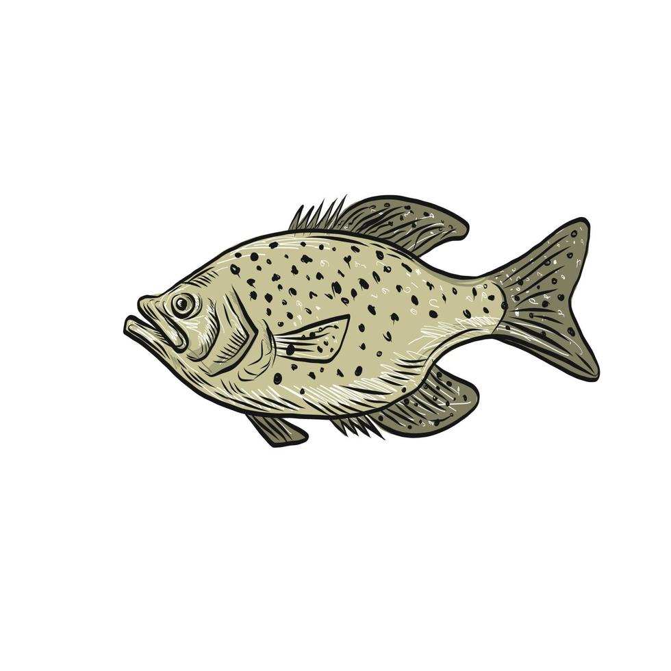 disegno lato pesce crappie vettore