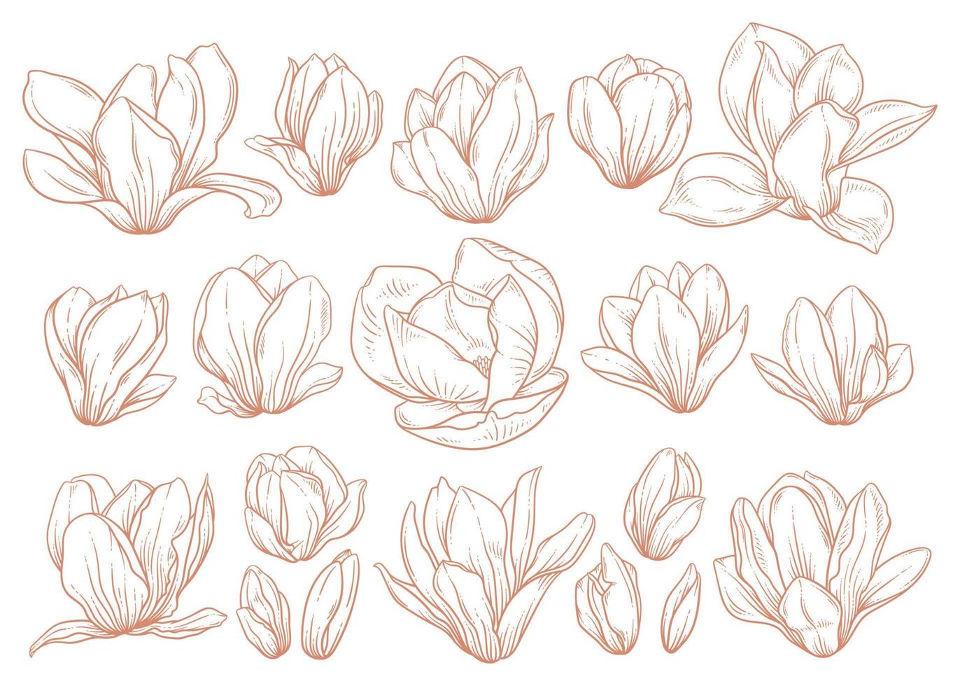 impostato di magnolia fiori nel schizzo stile su bianca sfondo. vettore