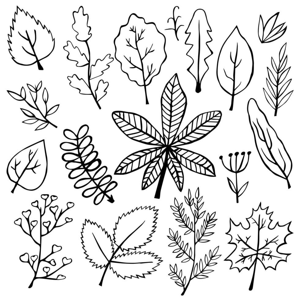 vettore mano disegnato impostato di scarabocchio botanico le foglie per di stagione design