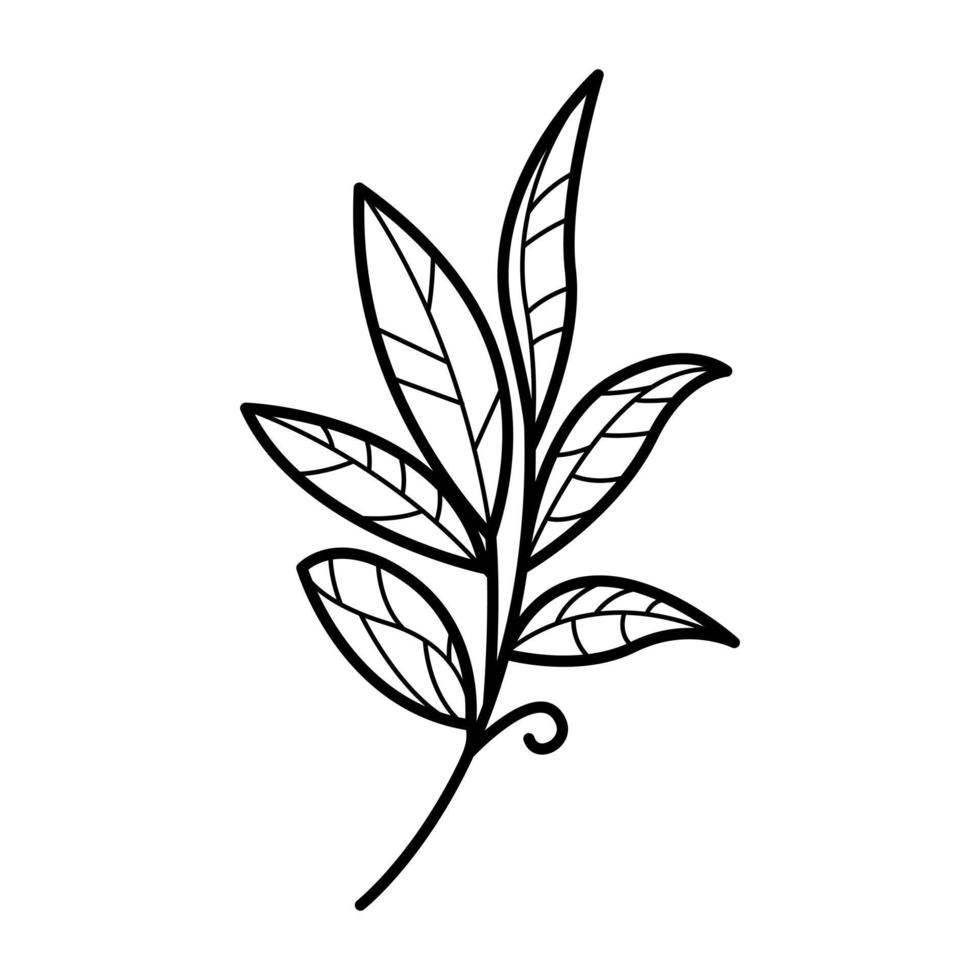 mano disegnato estetico schema le foglie illustrazione vettore