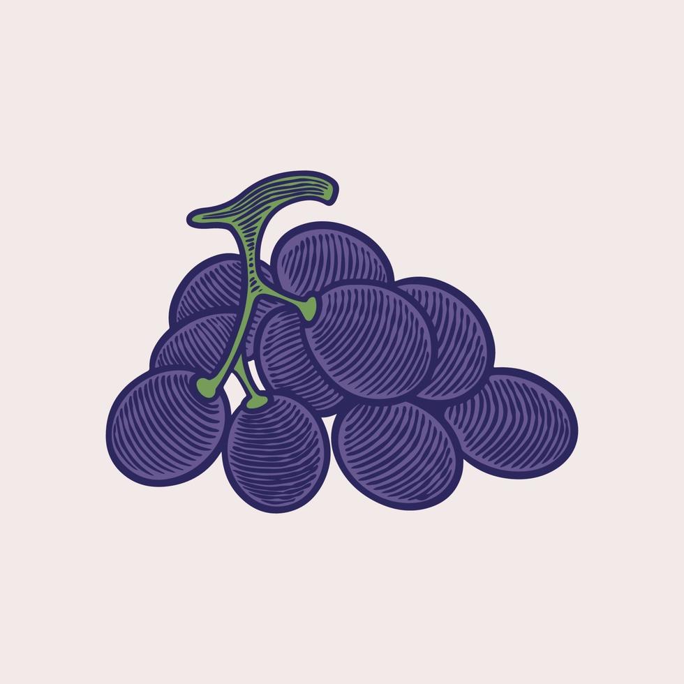 illustrazione di schizzo di vettore grappoli d'uva. disegno disegnato a mano di uva viola colorata. illustrazione d'epoca incisione d'epoca per il vino di design