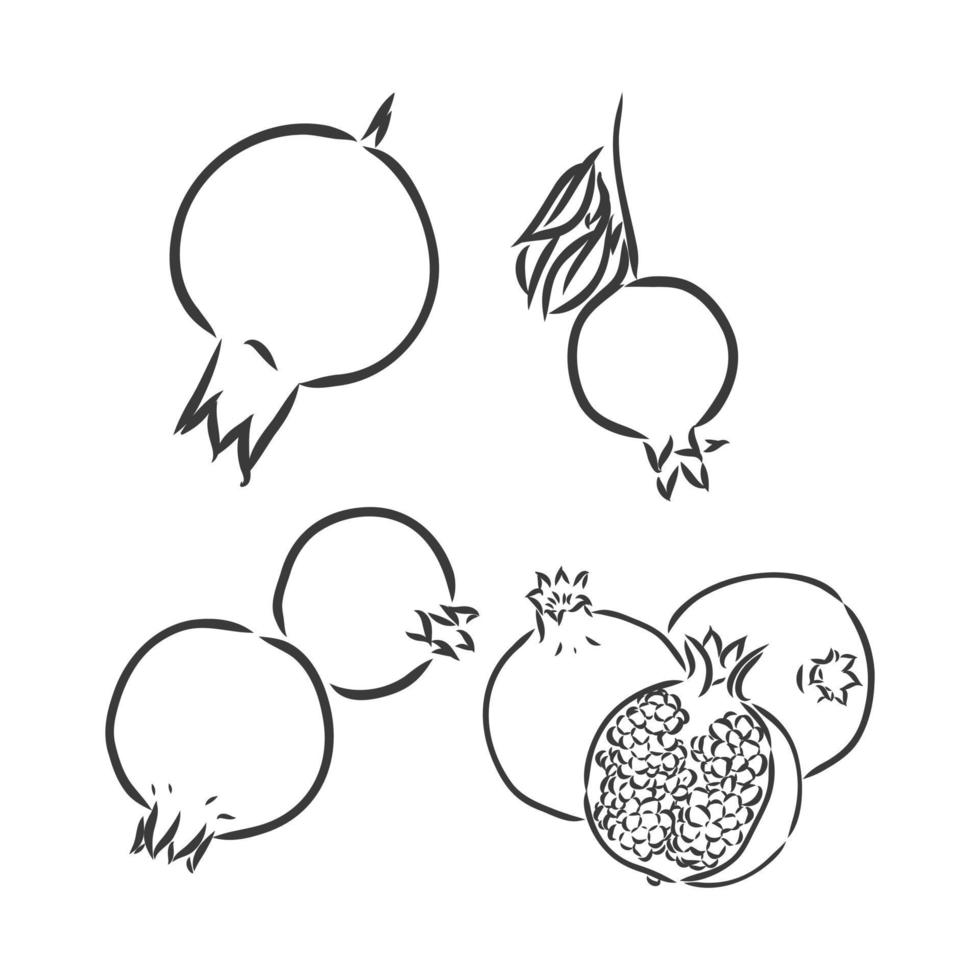 illustrazione disegnata a mano. schizzo vettoriale in bianco e nero. drowing altamente deturpato del granato. schizzo vettoriale granato su sfondo bianco