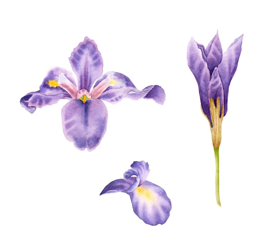 impostato di mano disegnato acquerello iridi. acquerello iris fiore, germoglio e un' petalo. isolato acquerello iris. vettore