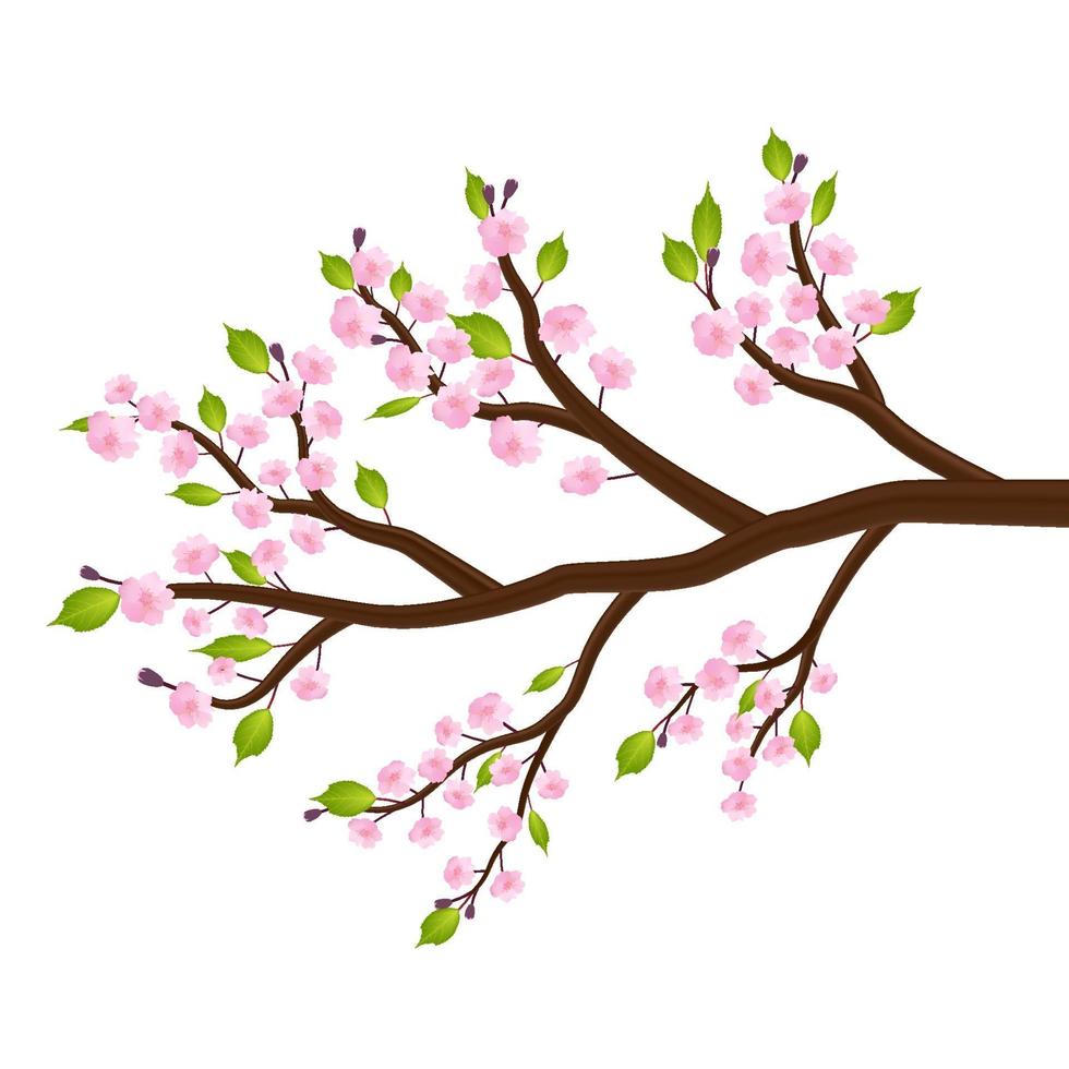 Sakura fiore di ciliegio fiore foglia ramo di un albero vettore