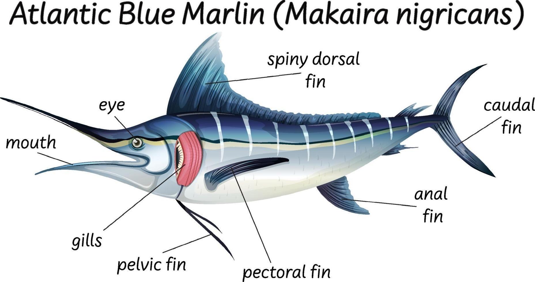 scienza anatomia interna del pesce vettore