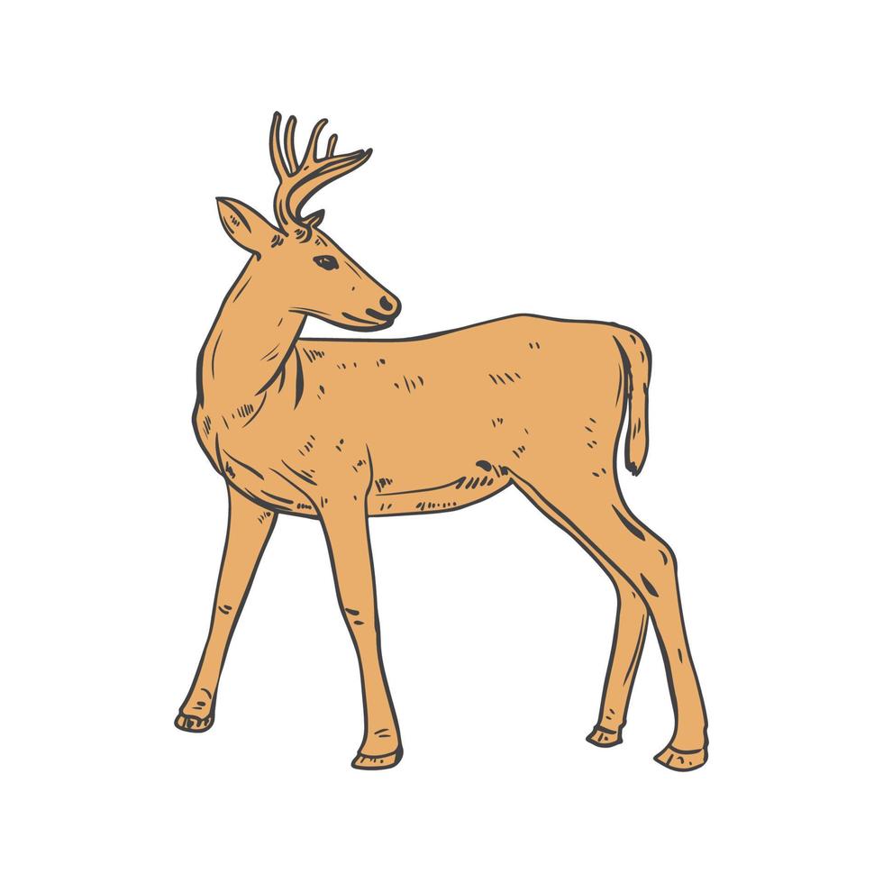 cervo linea arte vettore illustrazione. cervo linea disegno personaggio illustrazione. cervo schizzo logo per natura