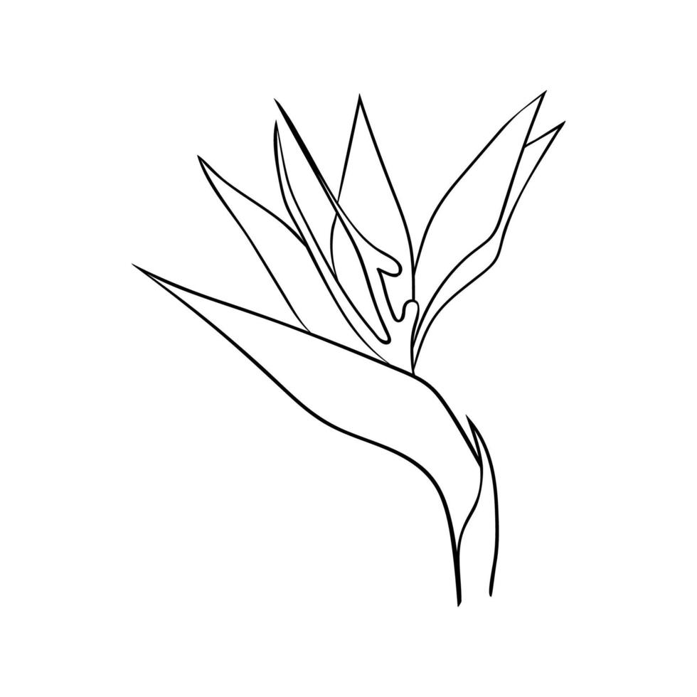 strelitzia fiore o uccello di Paradiso linea disegno. tropicale fiore germoglio semplice icona per carte e cosmetici vettore