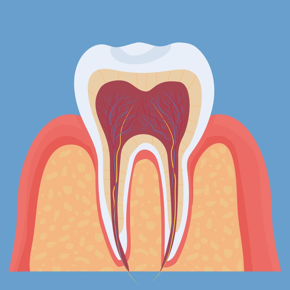 umano dente anatomia, medico, dentale modello. colorato, dettagliato oggetto. . vettore illustrazione