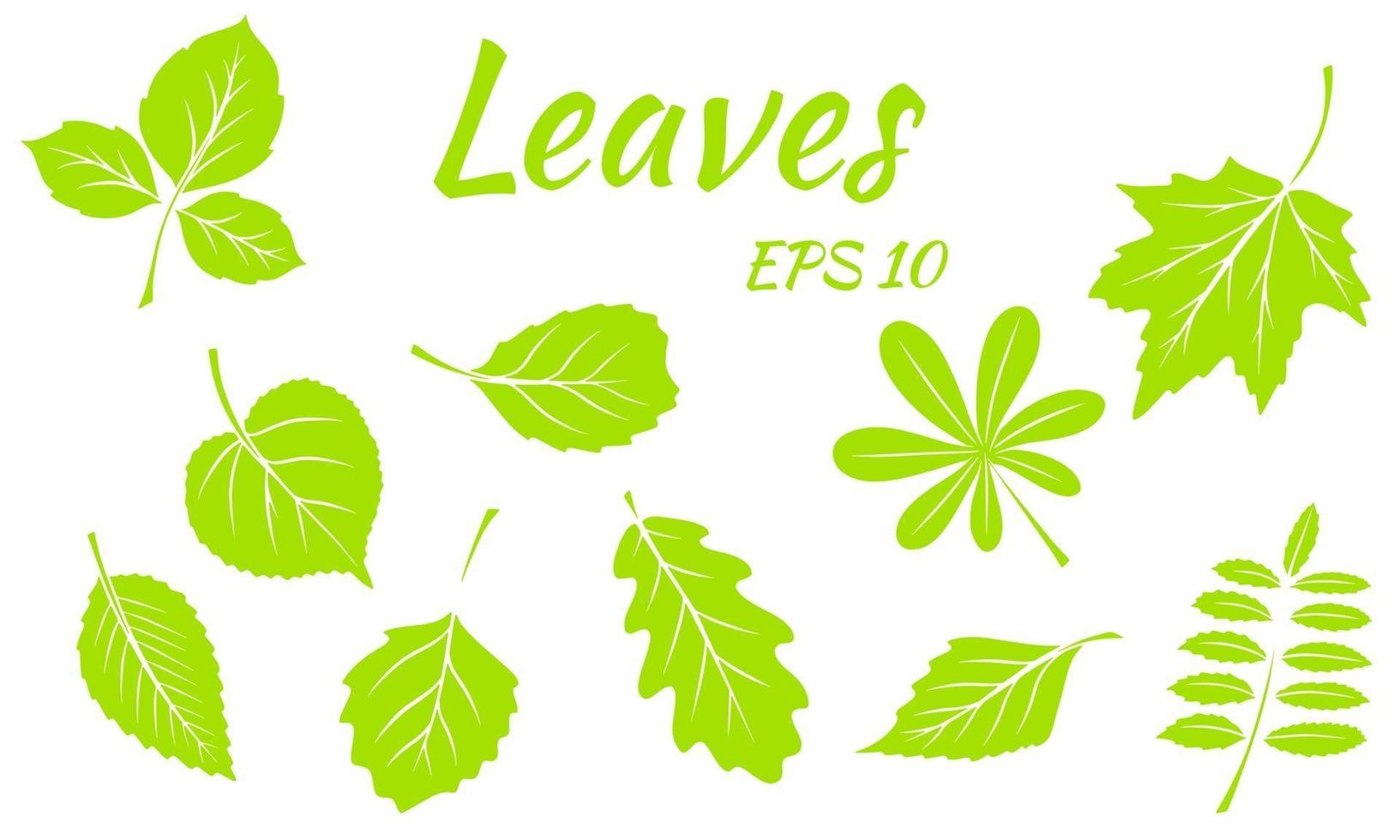 raccolta di foglie verdi. foglie di diverse forme. foglie intagliate. silhouette. vettore