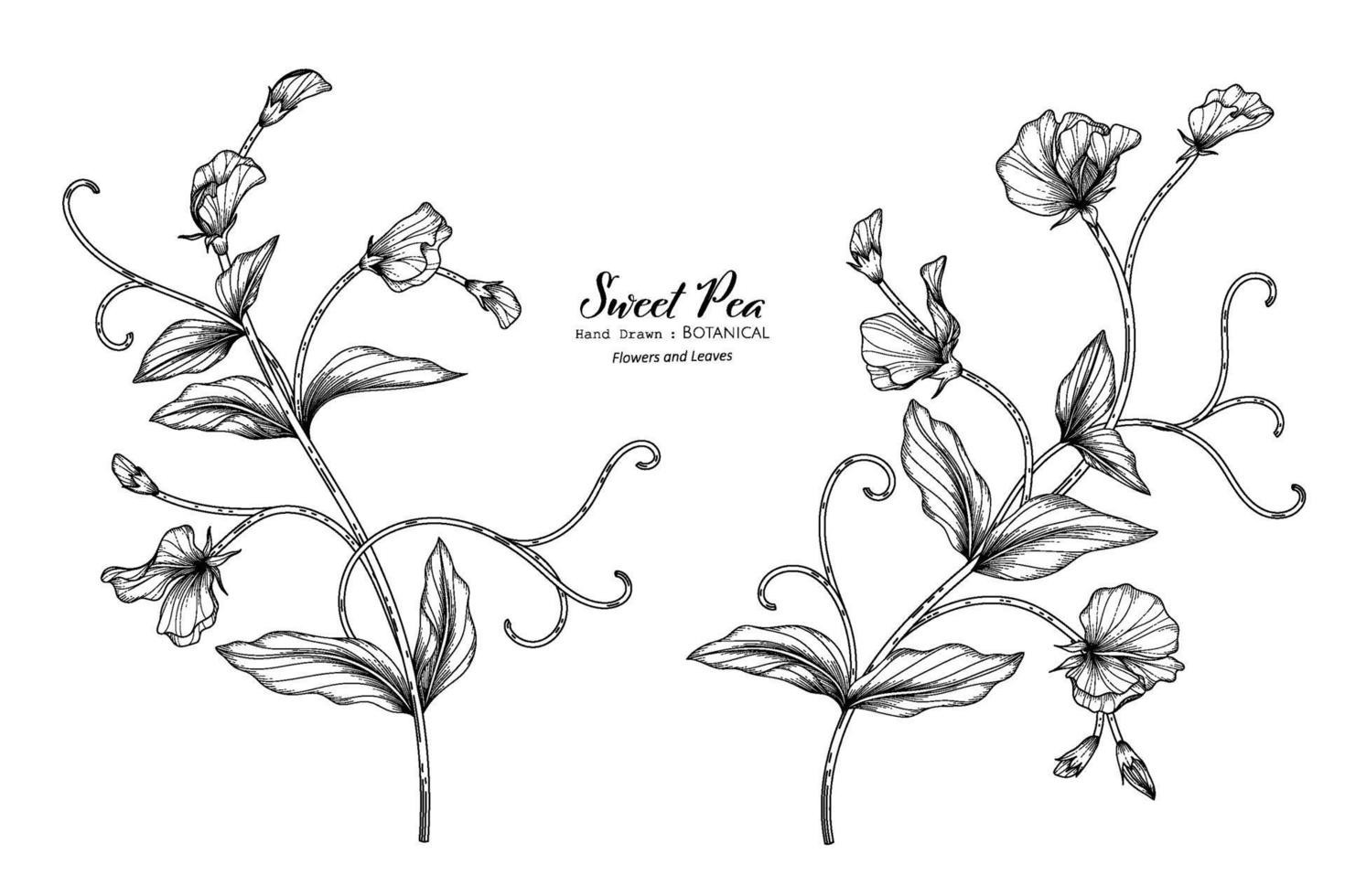 illustrazione botanica disegnata a mano del fiore e della foglia dei piselli dolci con la linea arte. vettore