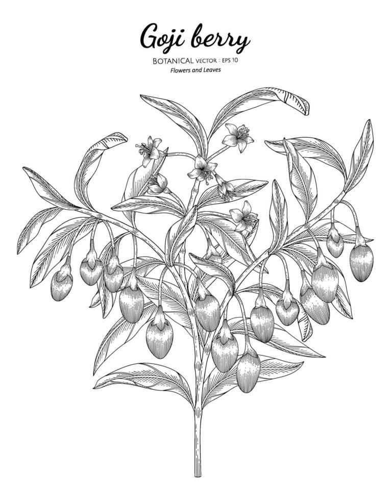 illustrazione botanica disegnata a mano di frutta di bacche di goji con disegni al tratto su sfondi bianchi. vettore