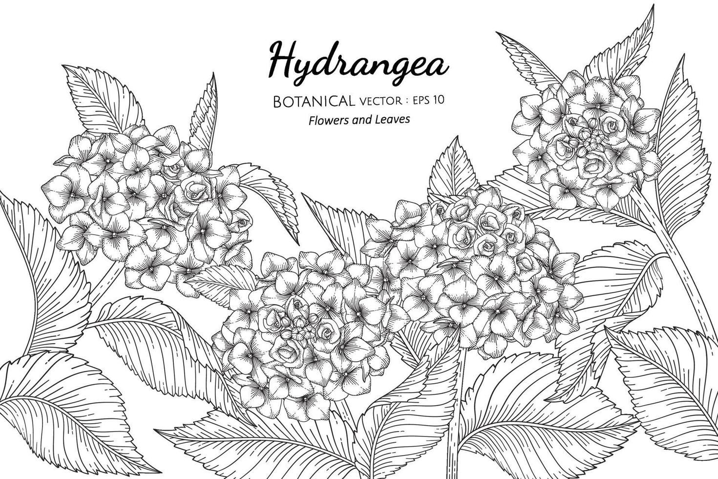 illustrazione botanica disegnata a mano di fiori e foglie di ortensie con disegni al tratto su sfondi bianchi. vettore