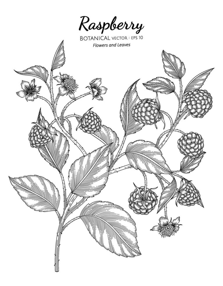 illustrazione botanica disegnata a mano di lampone con disegni al tratto su sfondi bianchi. vettore