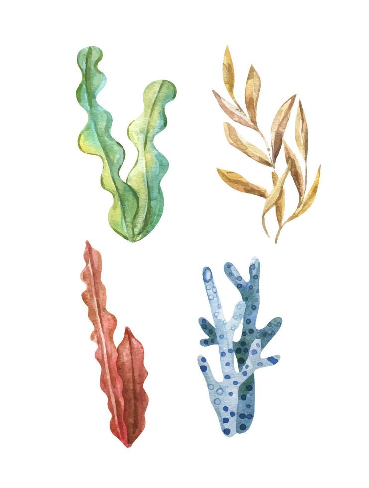 alga marina impostare. subacqueo impianti. acquerello illustrazione. oceano. sea.seaweed alghe, corallo scogliera design elemento. acquario impianti sagome vettore