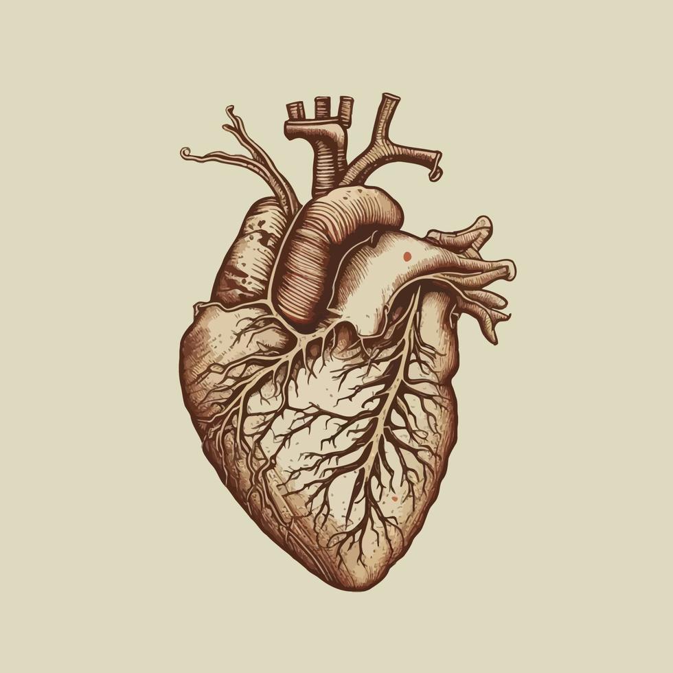 umano cuore con vene e arterie. vettore illustrazione nel Vintage ▾ stile.