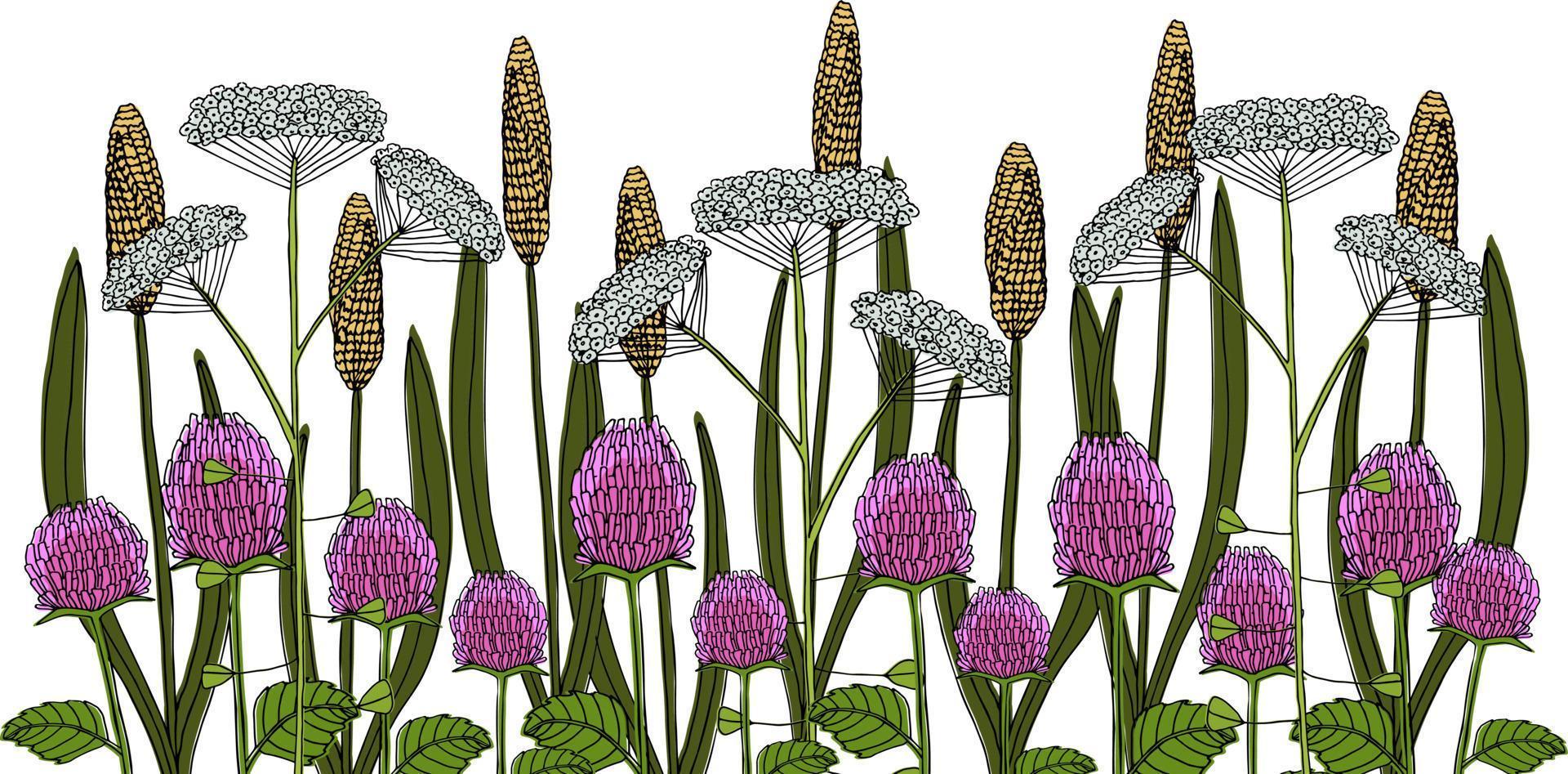 botanico illustrazione. settentrionale fiori selvatici e erbe aromatiche vettore