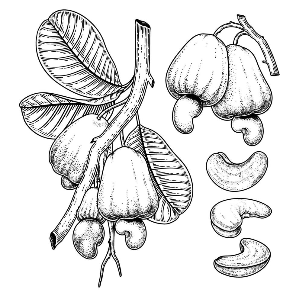 set di frutta anacardio elementi disegnati a mano illustrazione botanica vettore