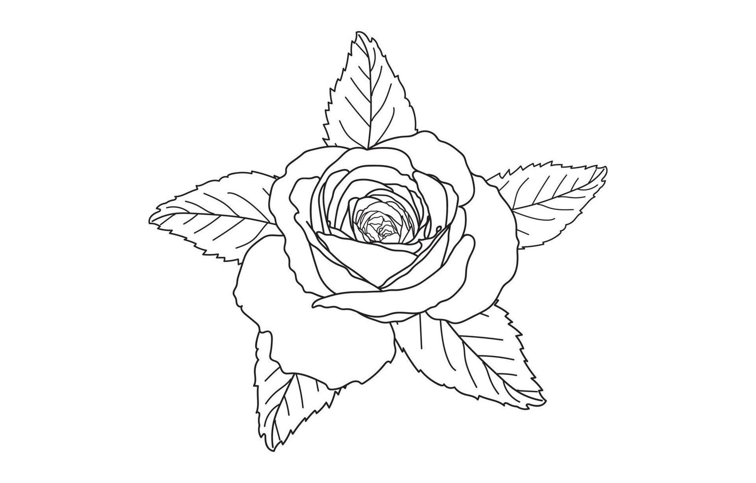 rosa vettore grafico disegno, per stampe, vettore illustrazione