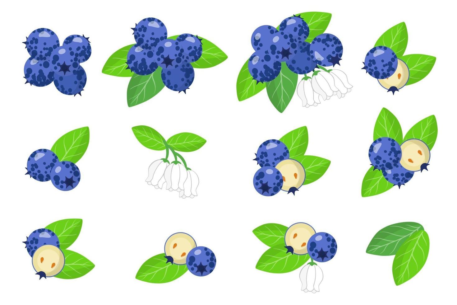 serie di illustrazioni con mirtilli frutti esotici, fiori e foglie isolati su sfondo bianco. vettore