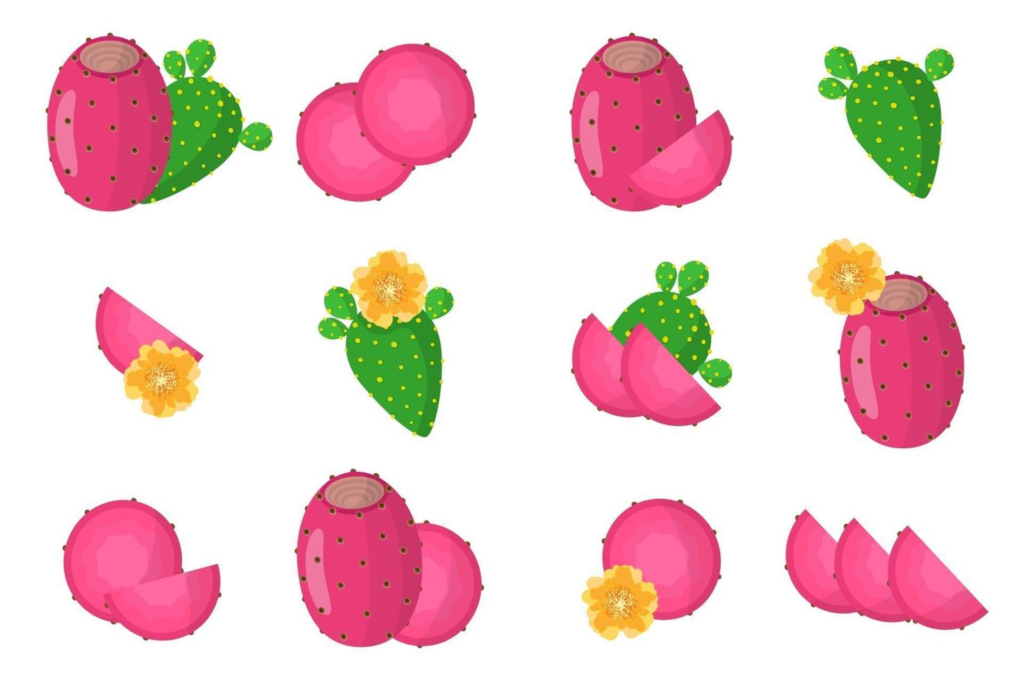 serie di illustrazioni con fichi d'india frutti esotici, fiori e foglie isolati su sfondo bianco. vettore