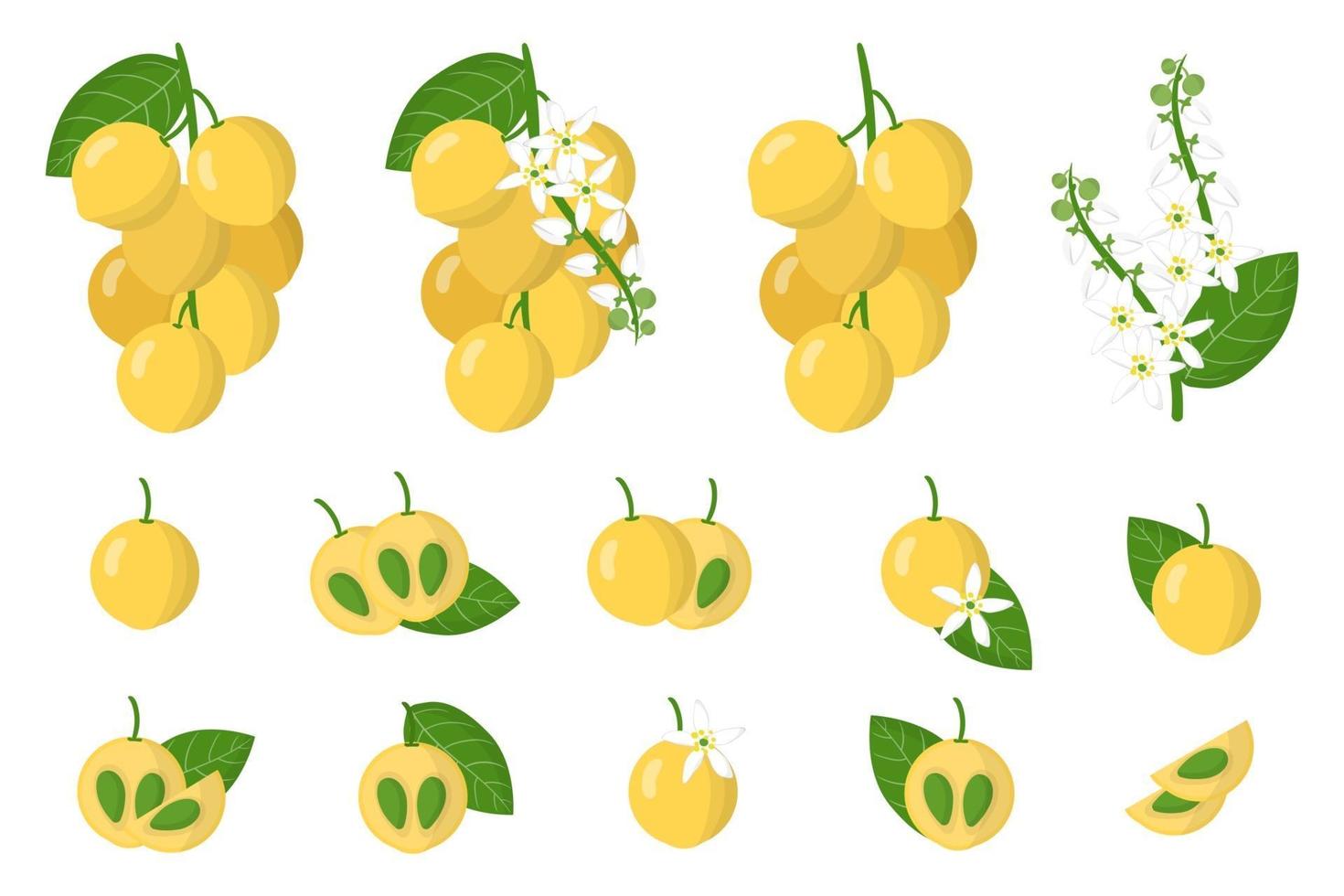 serie di illustrazioni con langsat frutti esotici, fiori e foglie isolati su sfondo bianco. vettore