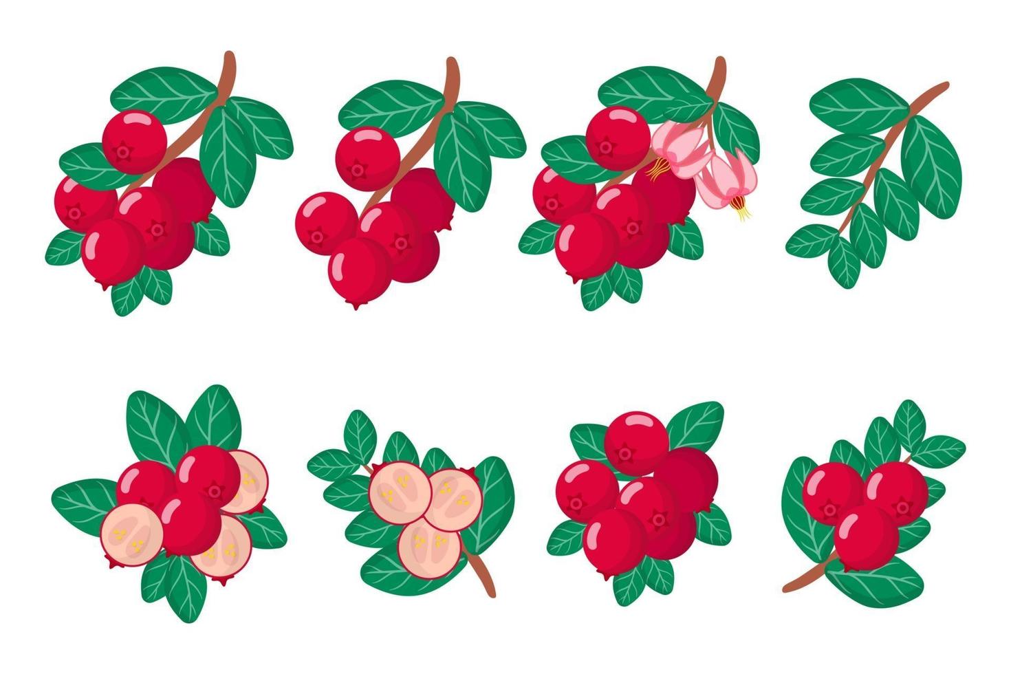 serie di illustrazioni con mirtillo rosso frutti esotici, fiori e foglie isolati su sfondo bianco. vettore
