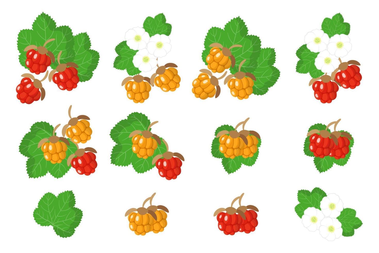 serie di illustrazioni con lampone frutti esotici, fiori e foglie isolati su sfondo bianco. vettore