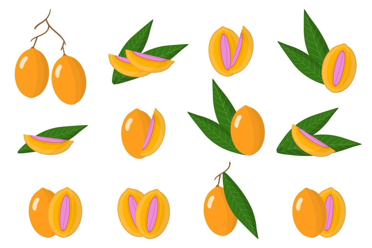 serie di illustrazioni con maprang frutti esotici, fiori e foglie isolati su uno sfondo bianco. vettore
