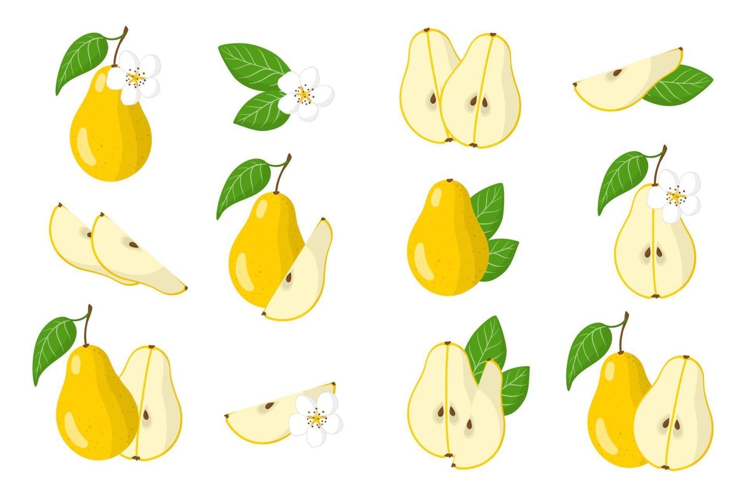 serie di illustrazioni con pera frutti esotici, fiori e foglie isolati su sfondo bianco. vettore