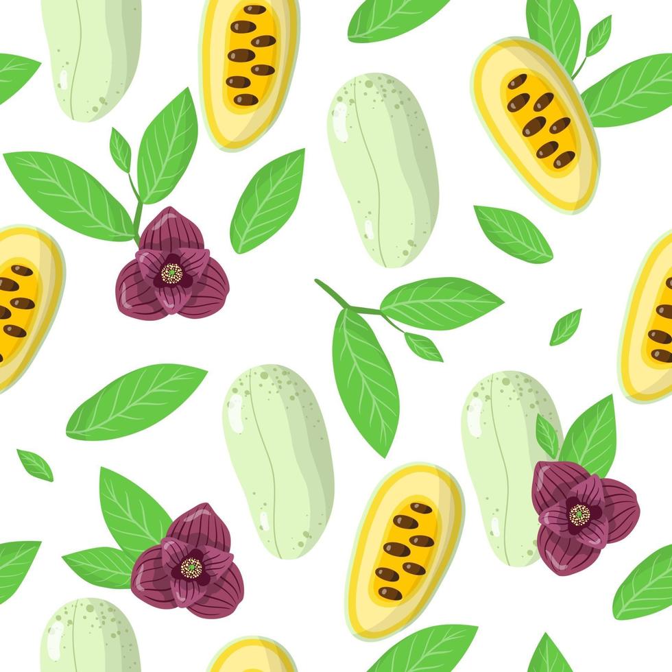 Vector cartoon seamless pattern con asimina triloba o papaia frutti esotici, fiori e foglie su sfondo bianco