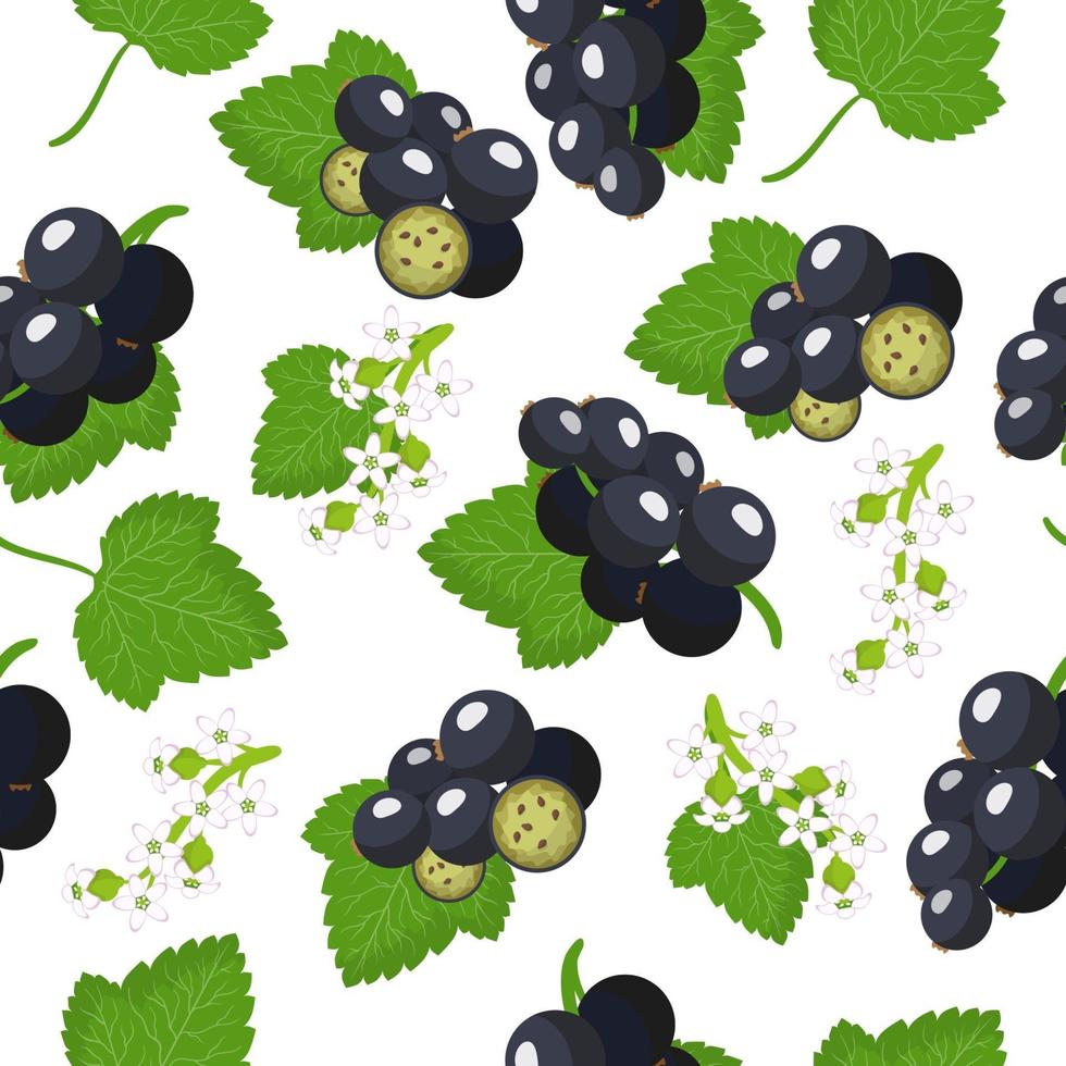 Vector cartoon seamless pattern con ribes nigrum o ribes nero frutti esotici, fiori e foglie su sfondo bianco