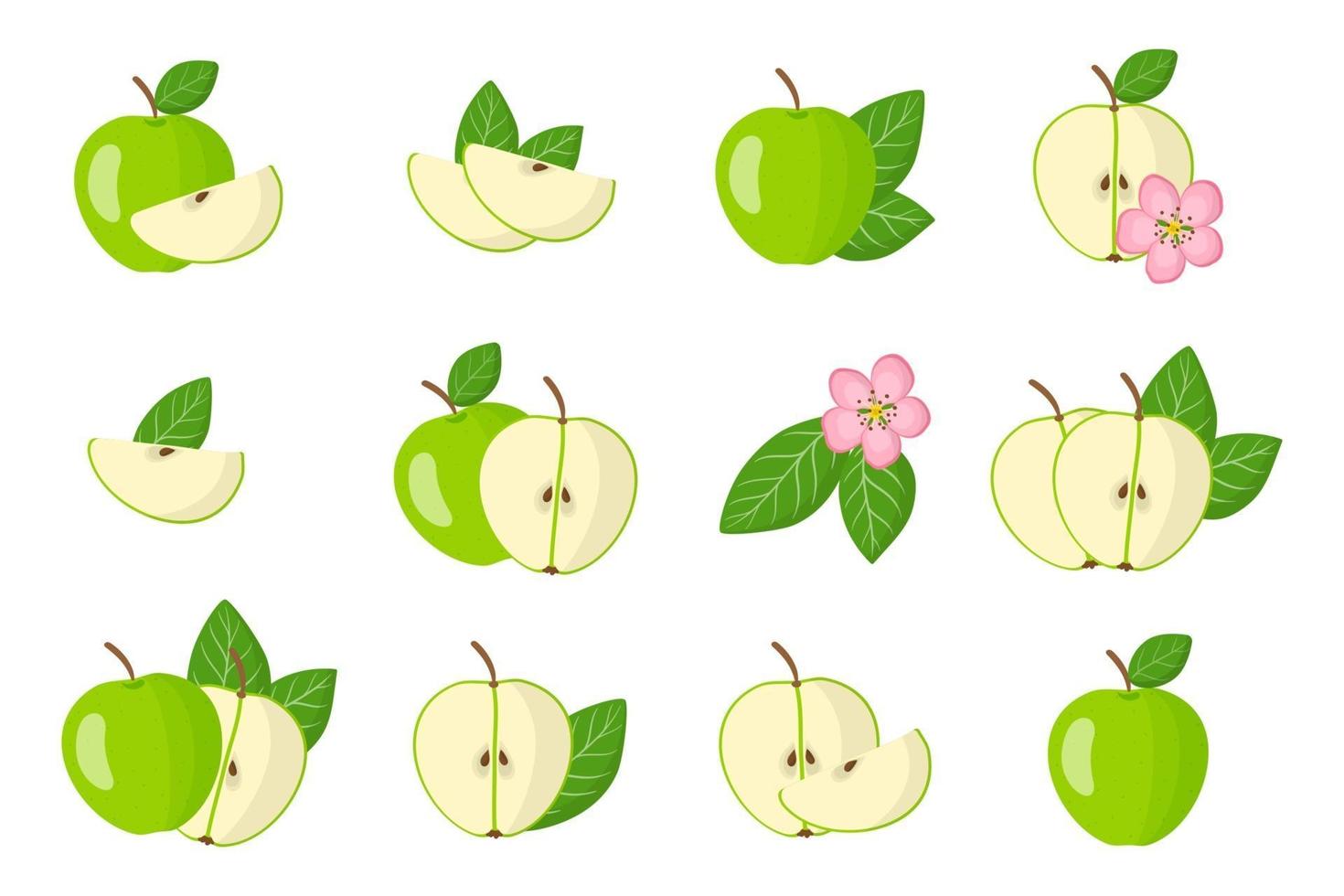 serie di illustrazioni con frutta esotica mela verde, fiori e foglie isolati su sfondo bianco. vettore