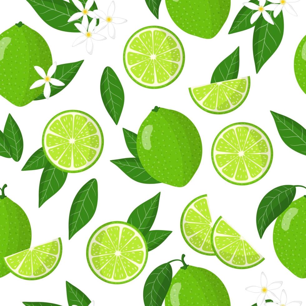 Vector cartoon seamless pattern con citrus aurantiifolia o key lime frutti esotici fiori e foglie su sfondo bianco