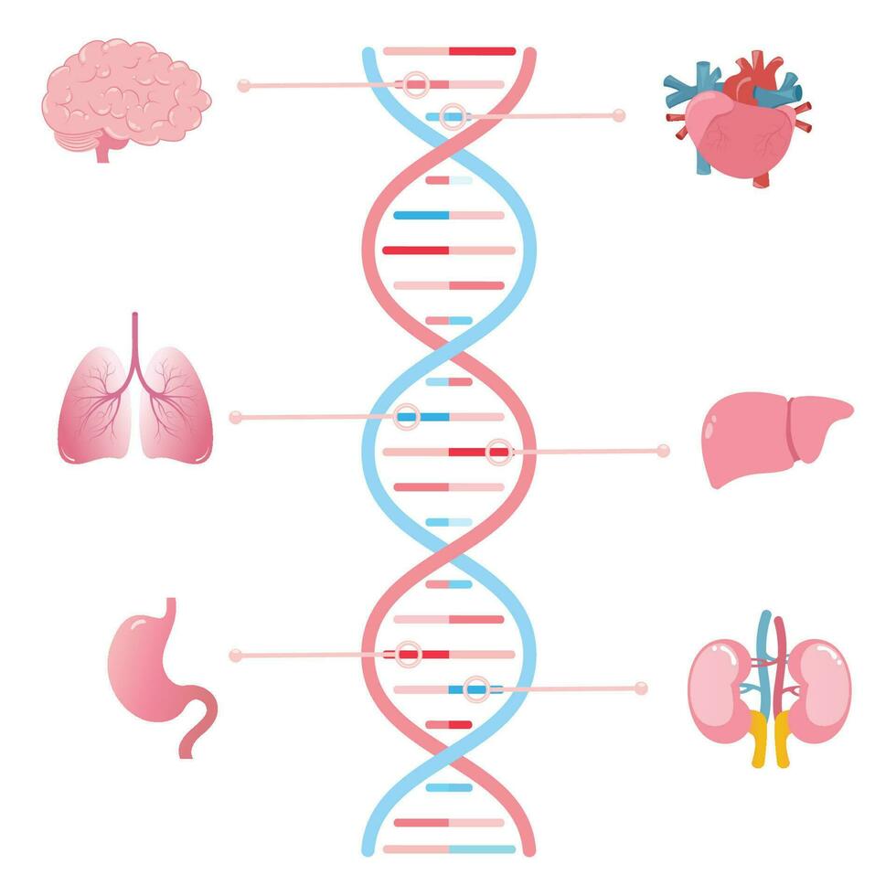 geni Associated con diverso umano organi scientifico vettore illustrazione