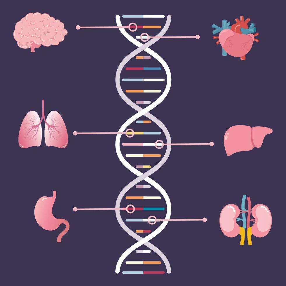 geni Associated con diverso umano organi scientifico vettore illustrazione
