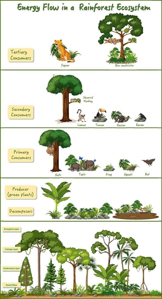 flusso di energia in un diagramma dell'ecosistema della foresta pluviale vettore