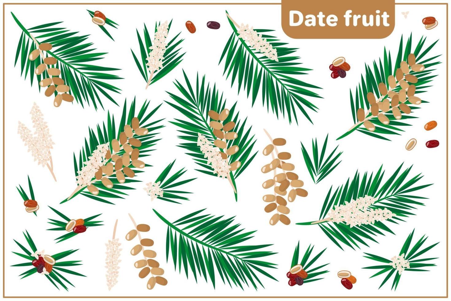 serie di illustrazioni vettoriali di cartone animato con frutta data frutta esotica, fiori e foglie isolati su priorità bassa bianca