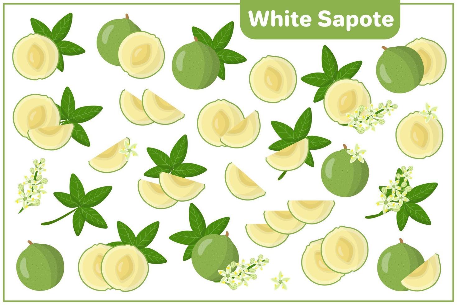 serie di illustrazioni vettoriali di cartone animato con sapote bianco frutti esotici, fiori e foglie isolati su sfondo bianco