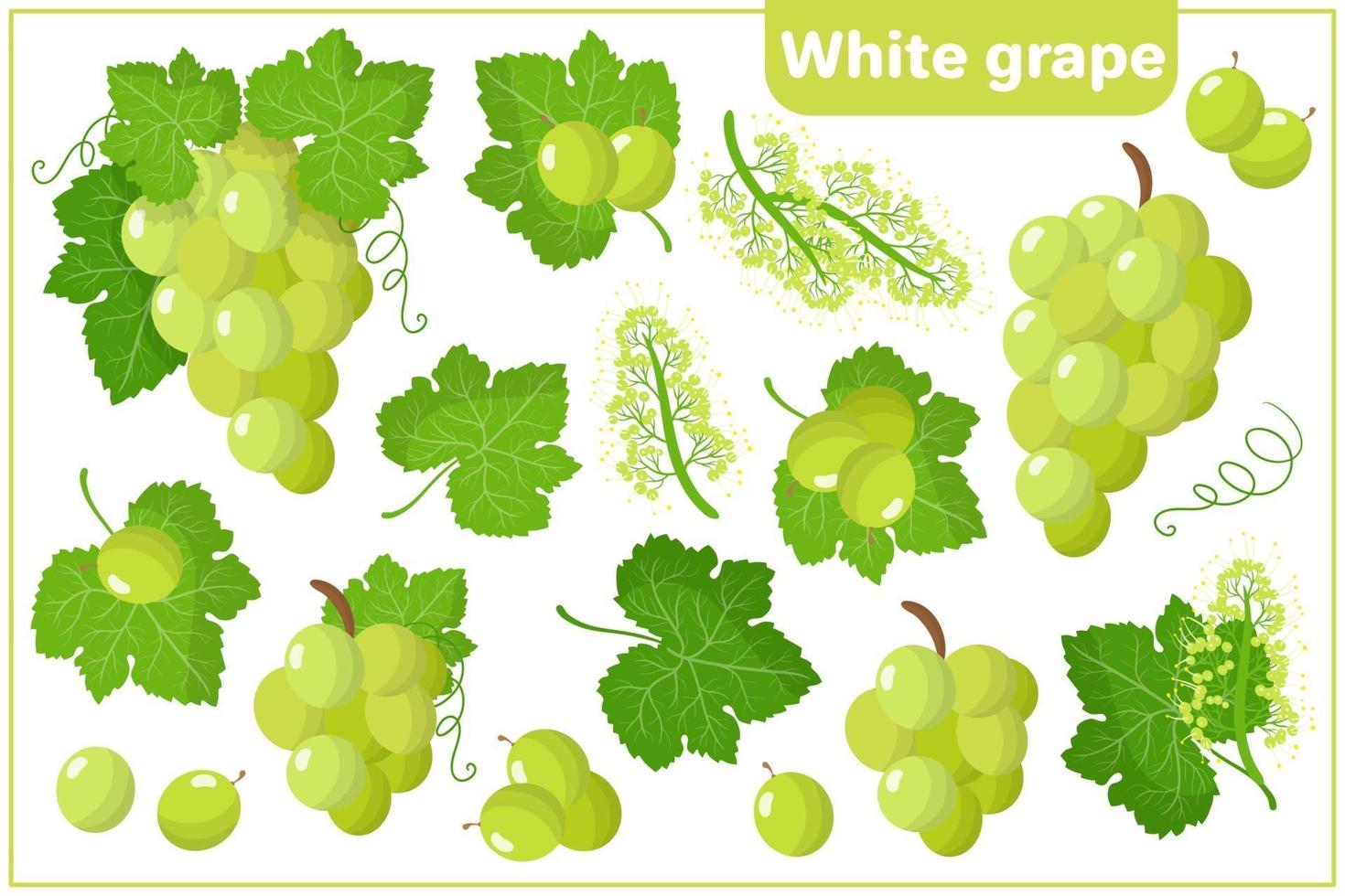 serie di illustrazioni vettoriali di cartone animato con frutta esotica uva bianca isolato su priorità bassa bianca