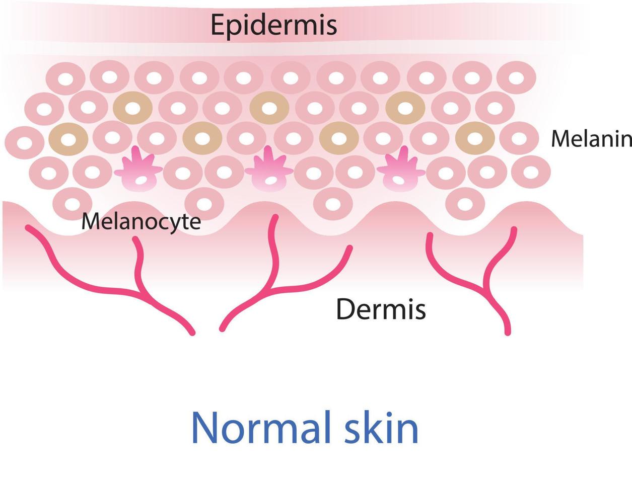 normale pelle strato vettore, melanociti, melanina, melanogenesi vettore su bianca sfondo.