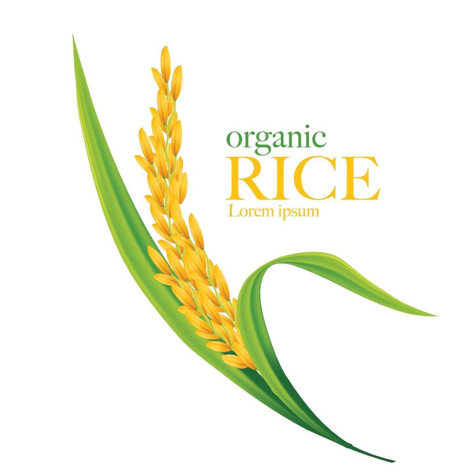 illustrazione vettoriale di riso