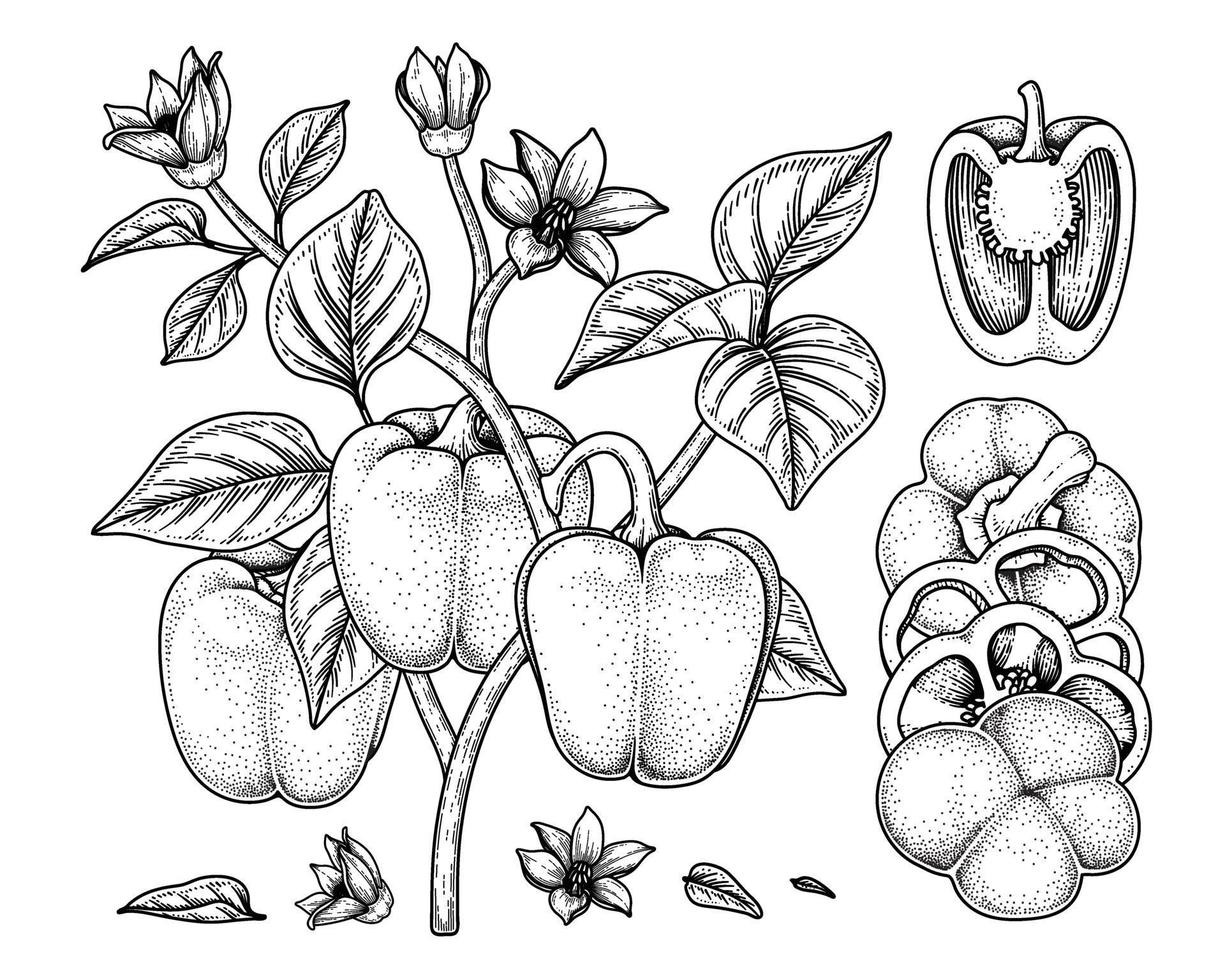 set di illustrazione botanica di elementi disegnati a mano di peperone vettore